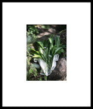 Load image into Gallery viewer, Wild Garlic Foraging
