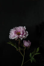 Load image into Gallery viewer, Peony-9X2A8081
