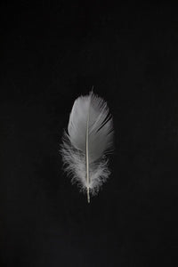 WhiteFeather-9X2A8586
