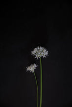 Load image into Gallery viewer, WildGarlic-9X2A8029
