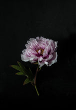 Load image into Gallery viewer, Peony-9X2A8070
