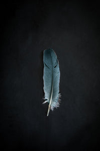 Feather-9X2A7656-2