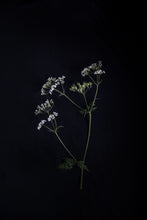 Load image into Gallery viewer, CowParsley-9X2A8465
