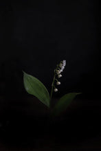 Load image into Gallery viewer, LilyOfTheValley-9X2A8432
