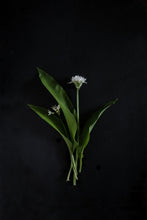 Load image into Gallery viewer, WildGarlic-9X2A7887
