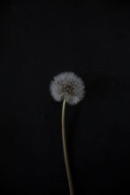 Load image into Gallery viewer, Dandelion-9X2A8097
