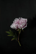 Load image into Gallery viewer, Peony-9X2A8066
