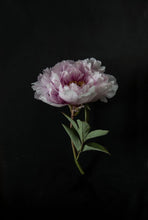 Load image into Gallery viewer, Peony-9X2A8064
